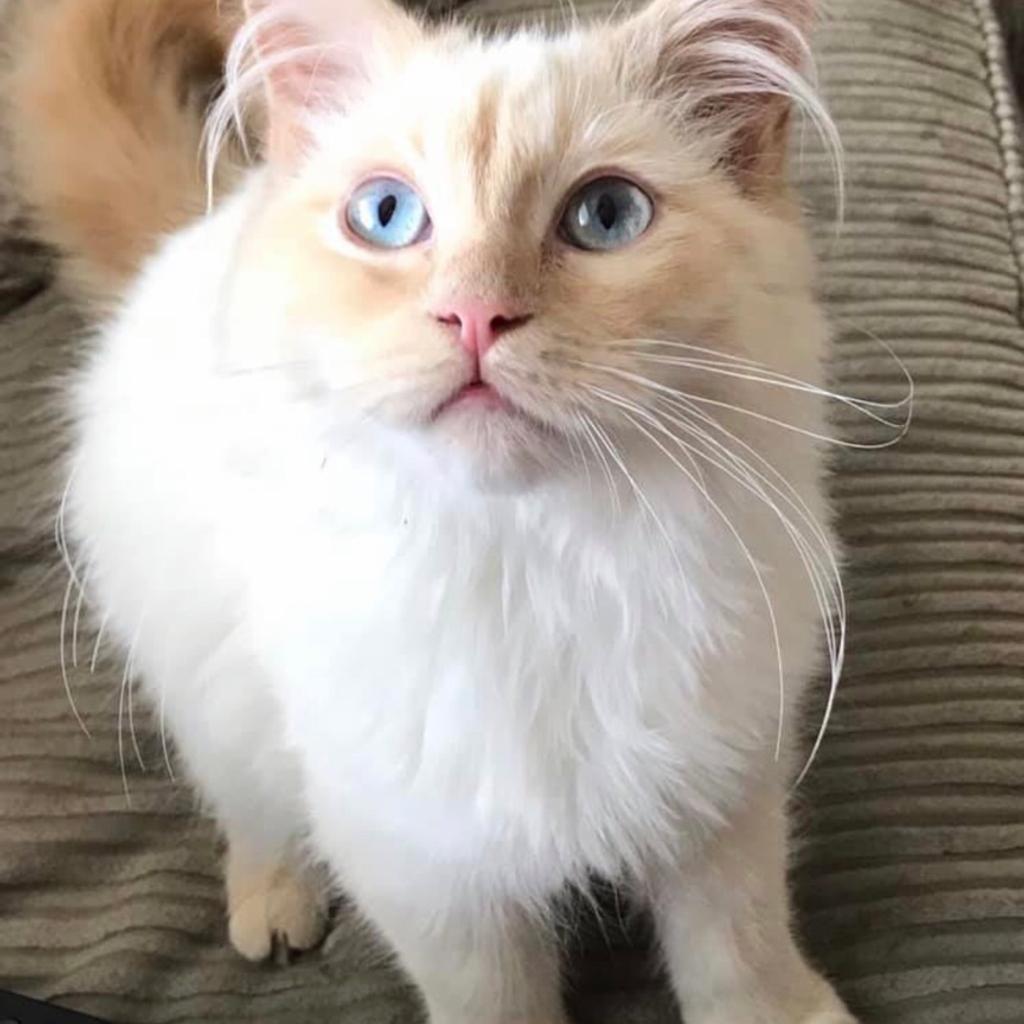 3/4 ragdoll kitten full ginger male in CM17 Harlow for £300.00 for sale