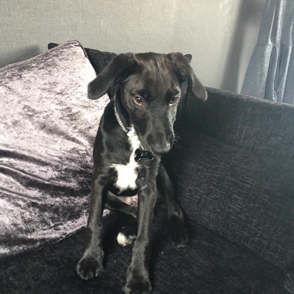 Patterdale whippet best sale