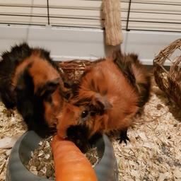 2 female Guinea pigs, approx 18 months old, come with an extra large indoor cage. Free to a good home, collection only from Chilton. Cage folds up for transport.