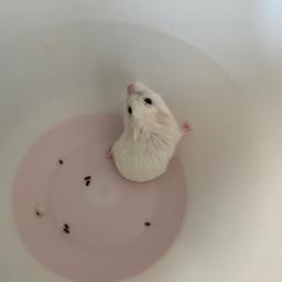 Very fast Russian hamster daughter has allergies so need to give her to good home her name is hetty she comes with cage etc can’t let her run lose and is hard to hold her as she is so fast