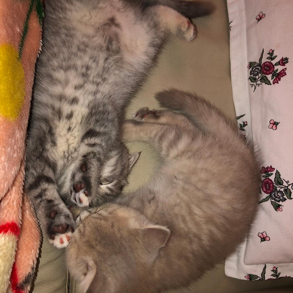 60+ Katzenbabys Duisburg Zu Verschenken, Willkommen bei tierfreunde