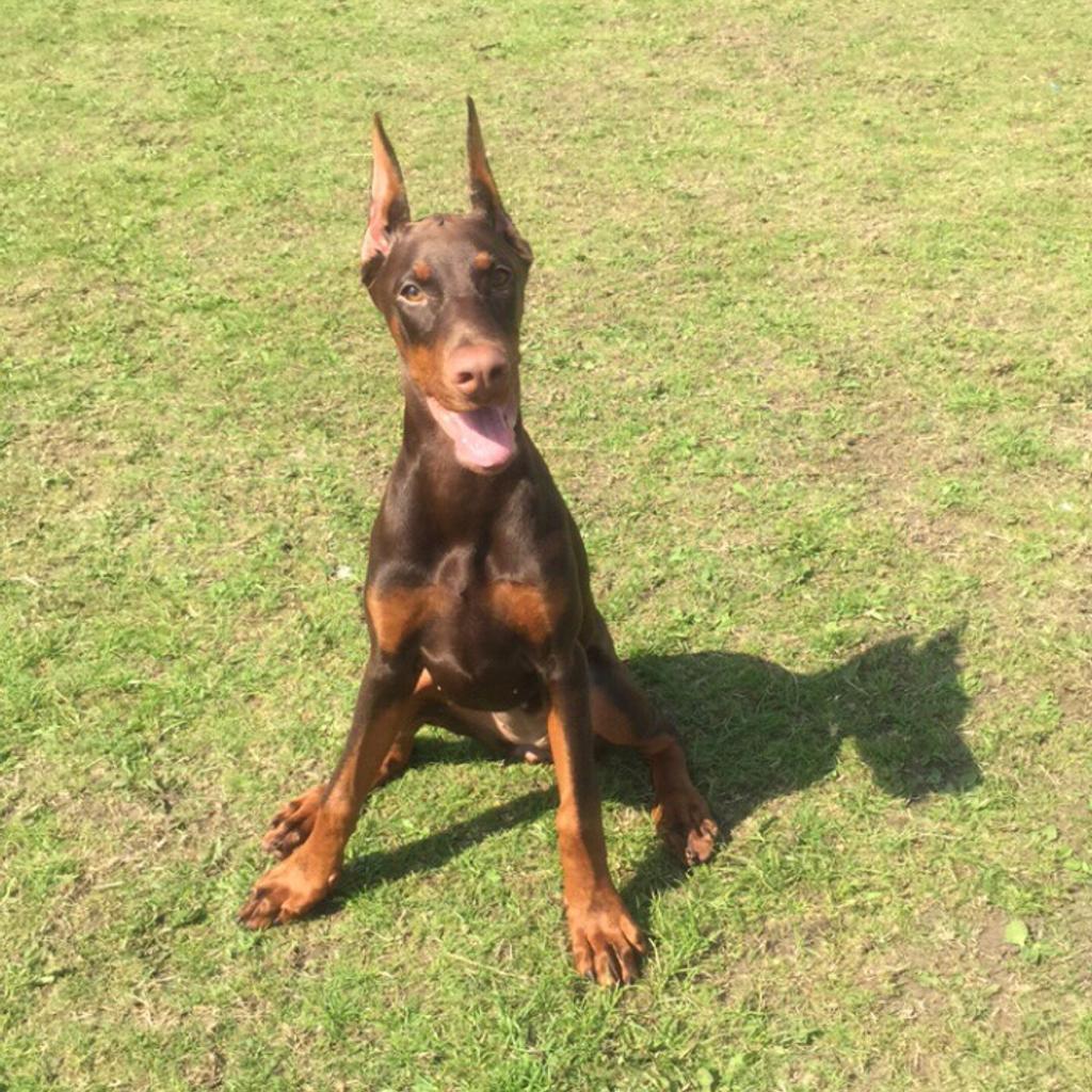 Doberman puppy in AB10 Aberdeen for £1,500.00 for sale | Shpock