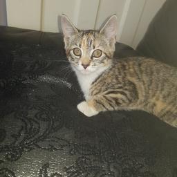 shes  10 week old she litter traind. and shes  eating  wet and dry food text for more  information