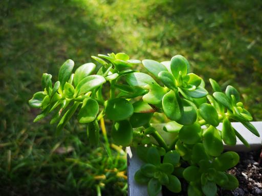 Buy & Sell Walthamstow East London - Photos for Sedum Kimnachii Outdoor succulent plant