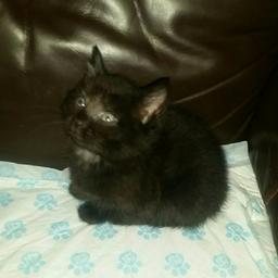 I have 3 black kittens 7 weeks old really beautiful kittens 2 fluffy one smove coat all eating well been fle treated and wormed ready to leave next week as the mother isn't feeding them anymore and is getting a bit nasty with them .
