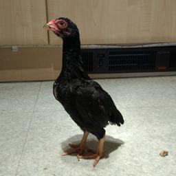 ko shamo chicks for sale 5 month old cocks and hens mainly black no time wasters nice strong birds