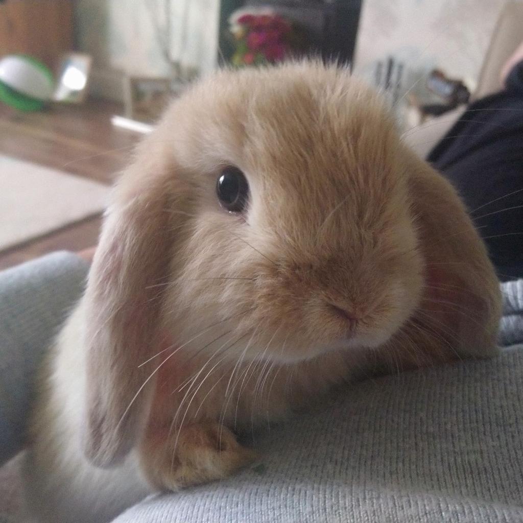 Gorgeous Litter of pure bred mini lop rabbits in Lincoln for £30.00 for ...