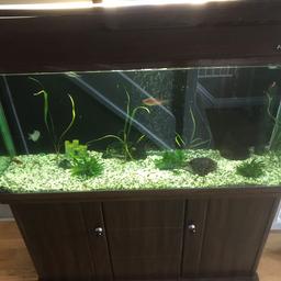 Tropical fish tank with cabinet, 120cm x 36cm x 142cm total height. In good overall condition, with 1 bit of wear to the vinyl as shown and a little bubbling. Comes with external and internal filters as shown, heater and air pump, also food and a few supplements. Everything you need to get started, also 8 fish including 3 gourami