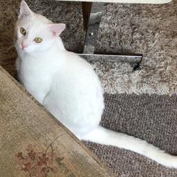 pair of one year old pure white cats.  Fully vetted. Including all toys and cages.