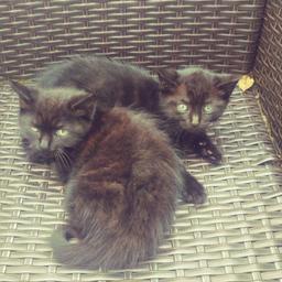 3 months old kittens for free ...