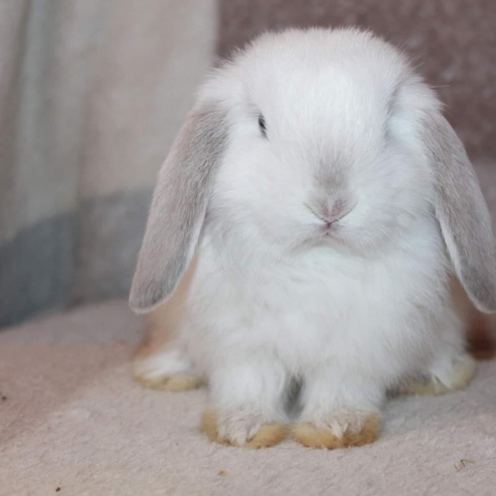 Lilac Point Marten Mini Lop In Ws12 Chase For £35.00 For Sale 