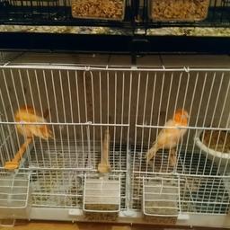 Male red felcone canarys 