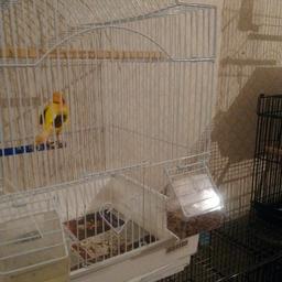 Semi tame red felcone male canarys.. Need bit of colour feed, nice health bird, with cage £25