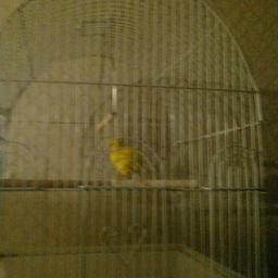 Yellow rollerer canery.. Stunning singer.. With cage