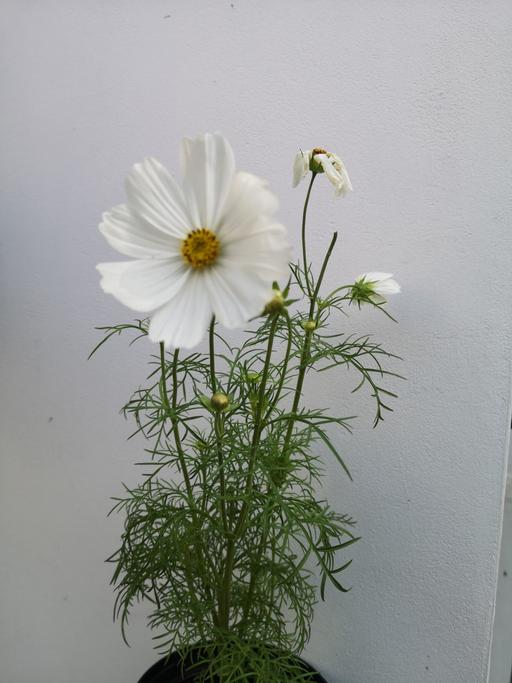 Buy & Sell Walthamstow East London - Photos for Cosmo garden plant - White NEW