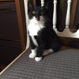 1 girl left need to go /eating drinking and using litter tray need a loving home 2 black and white/1black call 07852438348 need to go as soon possibly n7 not N19,