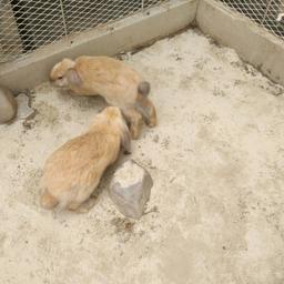 Hasenbabys zu verkaufen gegen 10 Schutzgebühr. Kaninchen sind jetzt ca. 16 Wochen alt und werden im Freigehege gehalten. Alle sind Weibchen und nur zusammen abzugeben. Die Hasen können gerne angeschaut werden.