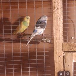 2 this years budgies think its male and a female
