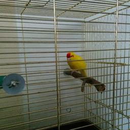 Baby kakariki for sale with cage