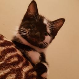 adorable fluffy black and white kitten for sale the last one. she is 10 weeks old now she is litter trained and has been flead and wormed she is a  character she loves playing and is affectionate I have the next flea treatment for you to take with you