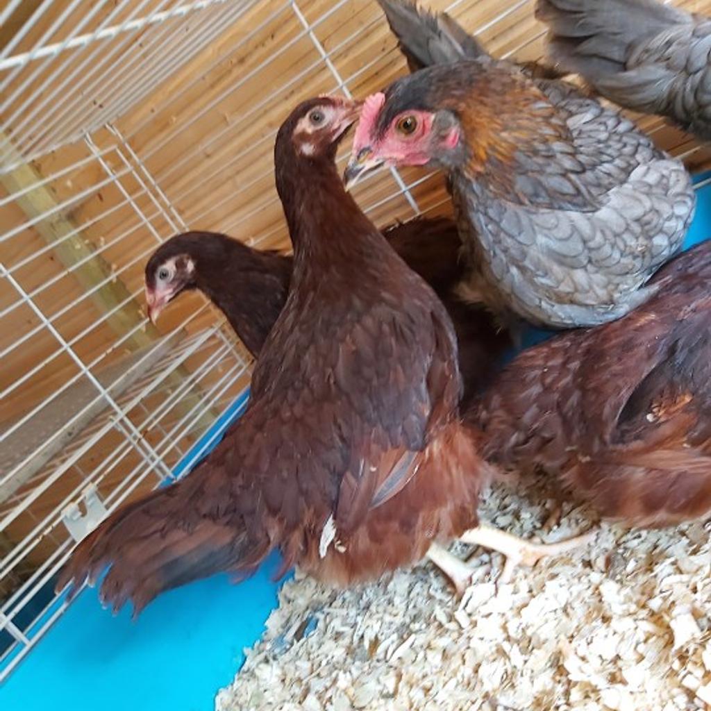 Rhode island red/ maran pullets P.O.L in Walsall for £12.50 for sale