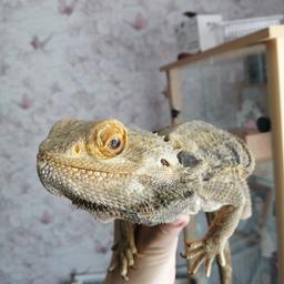 Very friendly bearded dragon and full vivarium set up. Will consider offers. Collection only