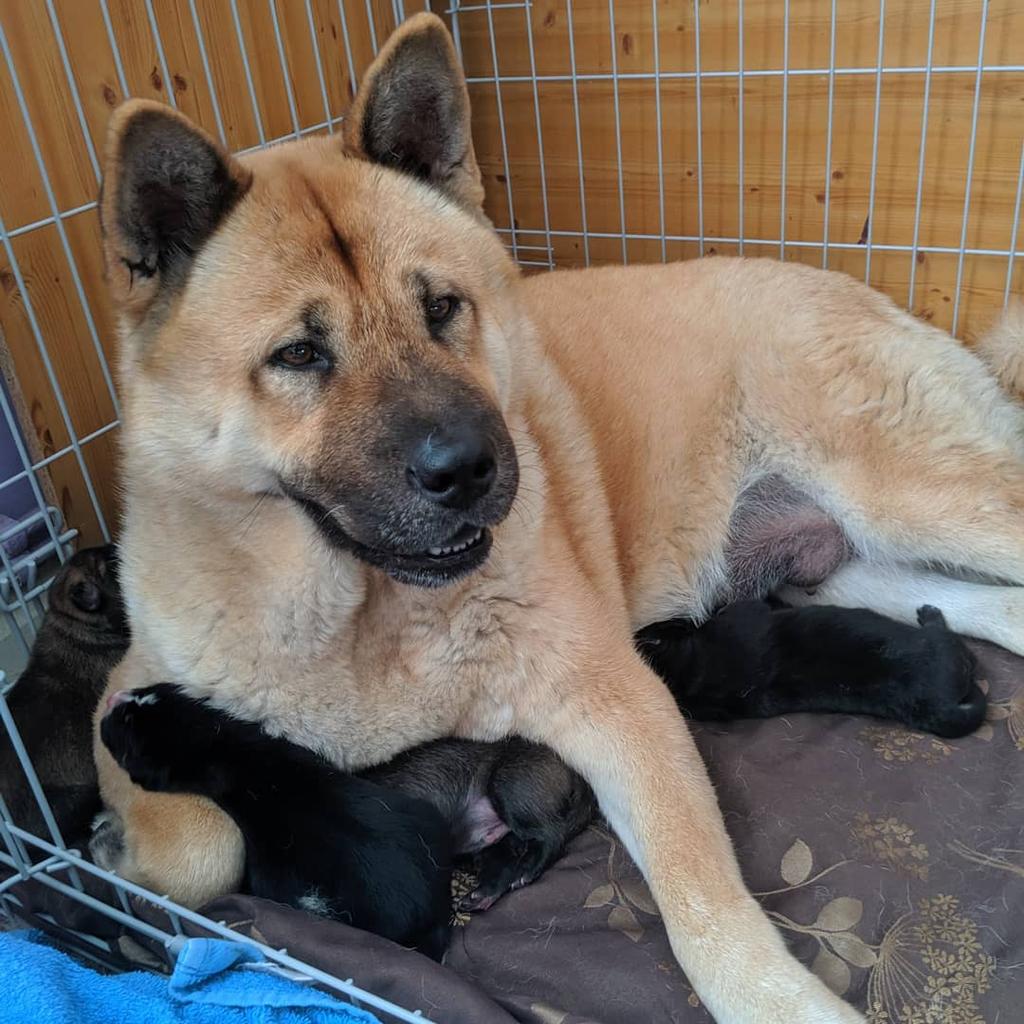 Staffy cross chow sales chow