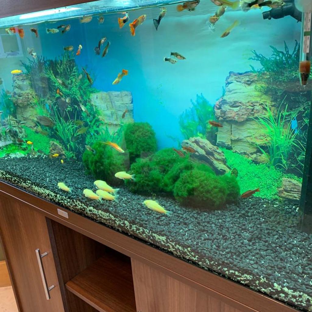 Juwel Rio 240 Aquarium Fish Tank with extras in London Borough of ...