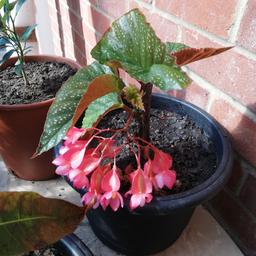 small begonia plant