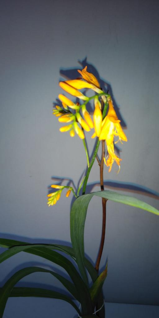 Buy & Sell Walthamstow East London - Photos for Crocosmia Montbretia George Davison - New