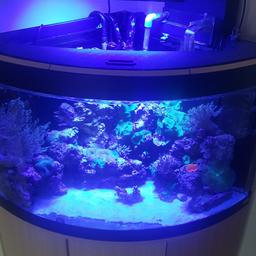various coral for sale from zoas to mushrooms and leathers.collect no post..middlesbrough