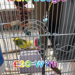 Selling my daughters Budgie as she’s outgrown it. Comes complete with Cage & Food. She’s asking for a donation of £20.
If interested please message me.
