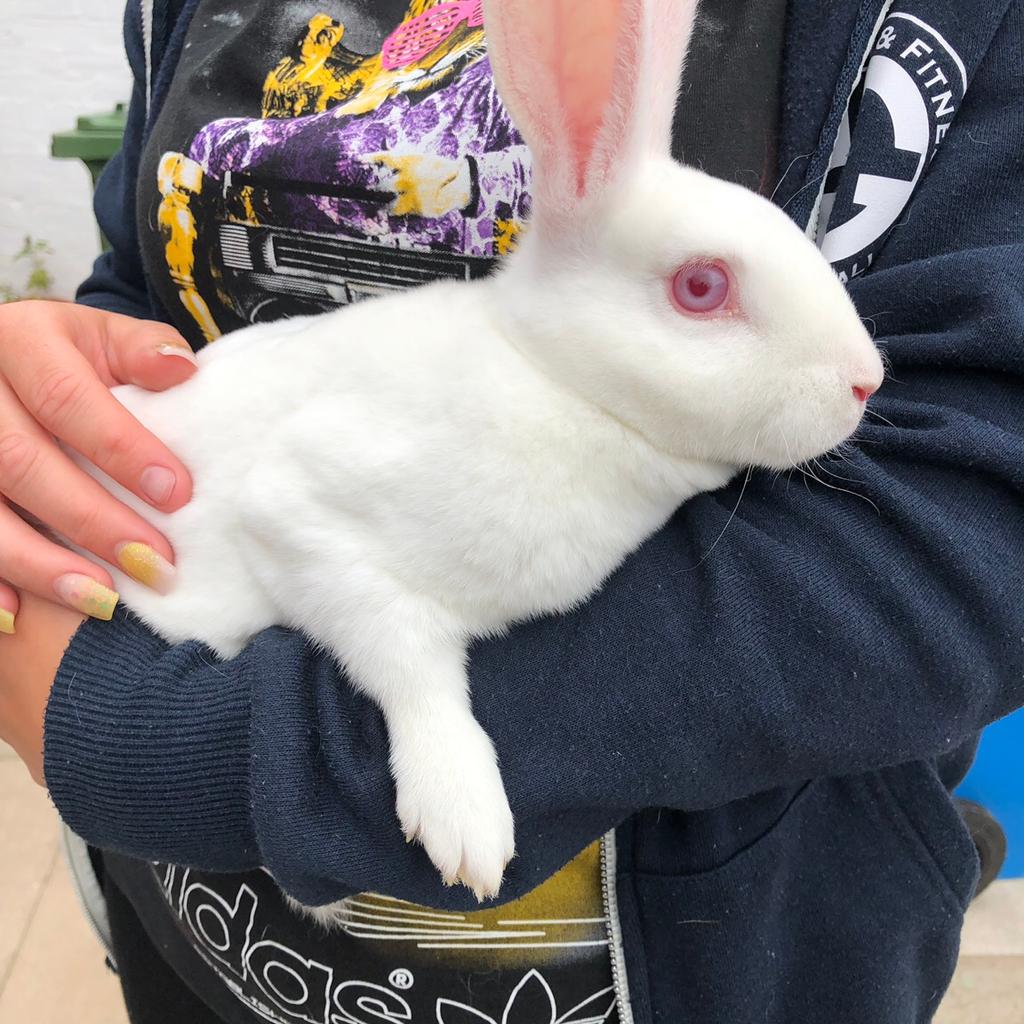 Male mini Rex rabbit in Wolverhampton für 40,00 £ zum Verkauf | Shpock DE