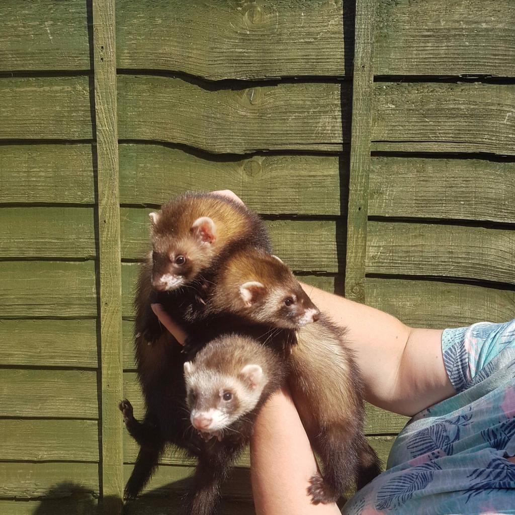 Ferret kits for adoption in ST4Trent for £20.00 for sale Shpock