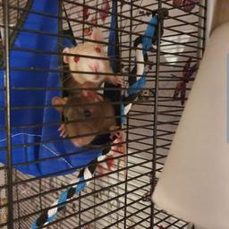 2x well behaved girl rats

comes with cage few toys 2xballs food bowl hammocks.. they will need a water bottle