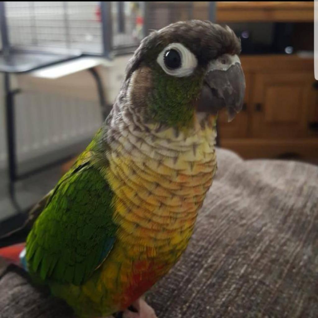Baby Conure Parrots in B66 Sandwell for £99.00 for sale Shpock