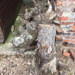 Well dried apple tree for logs for winter, collect and store before Autumn sets in, can deliver for a price
Logs/wood £20 the lot, no offers