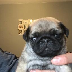 Lovely kc reg pugs. Mam and dad are part of the family will be here to view with these lovely bundles of joy. Born 30 July  will be microchipped there’s 2 little girls we ask 850 per pup. We ask a small deposit to secure you little girl what’s deducted off the total these are the top of the rage pugs fab blood lines.  Ready for viewing any time. Don’t hesitate to contact for any moe information these pups have had no expense speared with regular vet checks worm and fleeing 07817773682