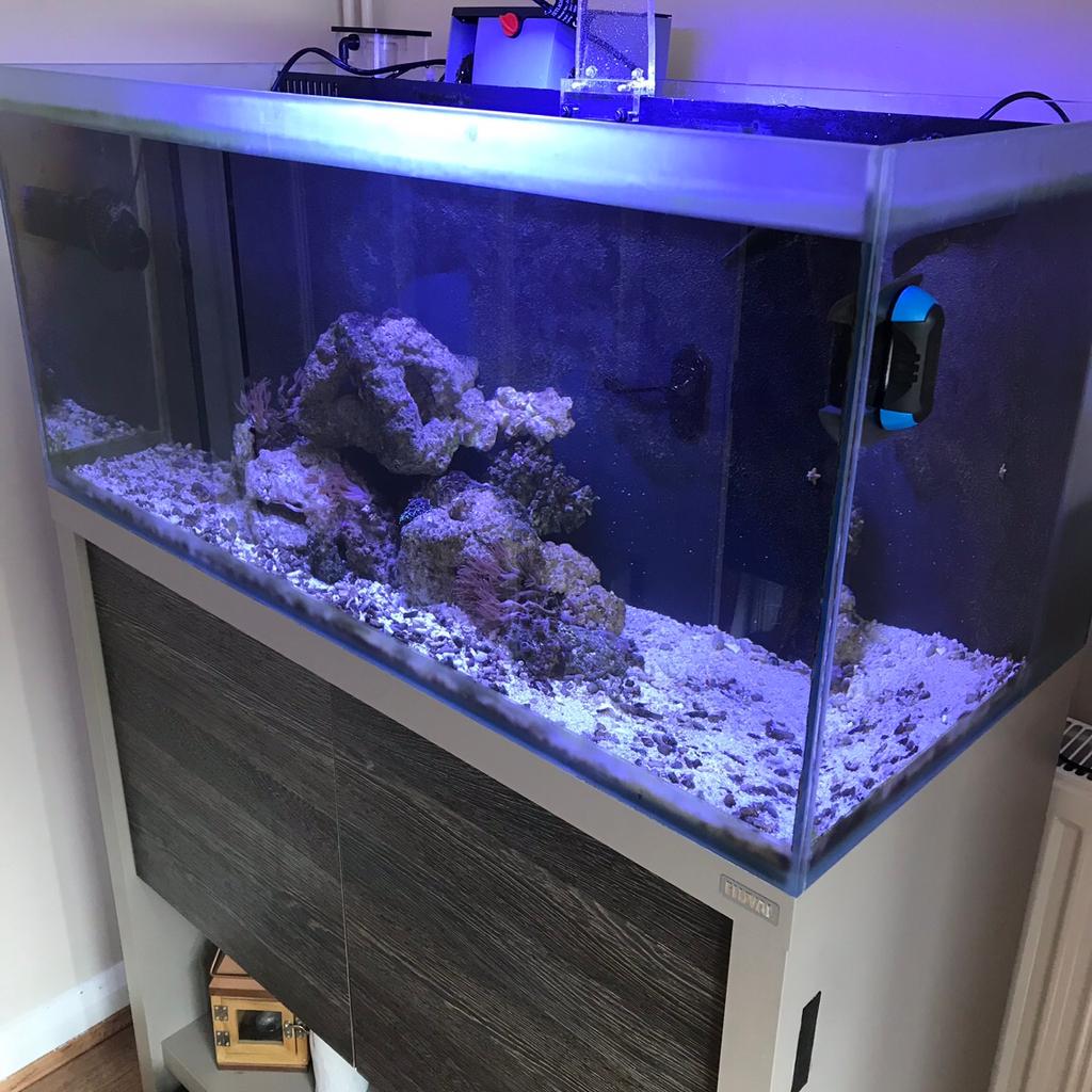 Marine fish tank complete set up in ST10 Moorlands für £ 160,00 zum Verkauf Shpock AT