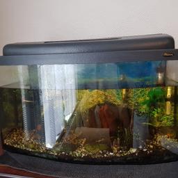 50l fishtank, filter .full setup . great for any room + one algae eater 10 cm long.