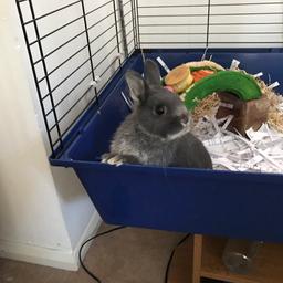 Indoor rabbit with cage, food etc.