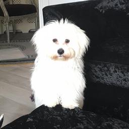 My 6 month old Maltese KiKi is looking for a forever home due to no fault of her own, she needs a garden to run around in and a family to give her love and attention, she is a reluctant sale but due to ill heath I can not give her the time she deserves. She is fully vaccinated fleas and wormed to date. She comes with food luxurious bed lead and toys. I will need to view her with any one that might buy her. Micro chipped.