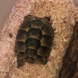 tortoise is around two years old looking for a good home comes with everything you see and heat lamp