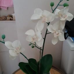 fake lovely white orchid flower in a pot
collection Camden NW1