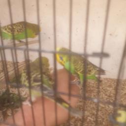 various budgies for sale adult birds £10 young £15 hand tame £25