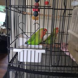 breeding pair of peach faced lovebirds and cage proven breeders lovely birds