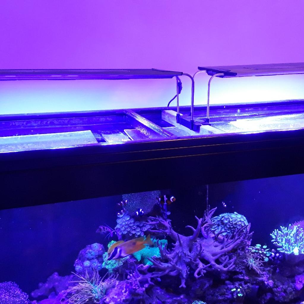 maxpect razor marine light in Bolsover für £ 150,00 zum Verkauf | Shpock AT