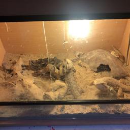 I have 3 baby beared dragons with set up my children lost interest so looking for good home