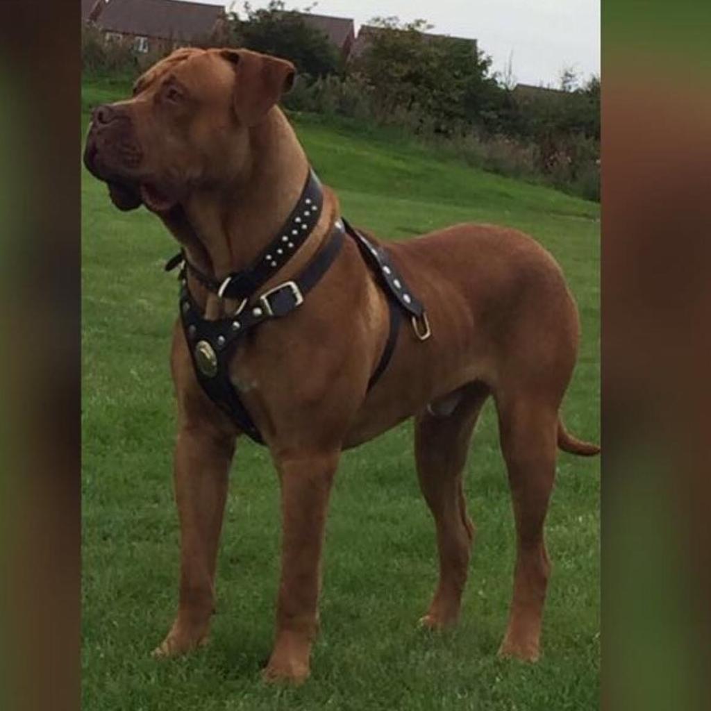 French mastiff hot sale x staffy