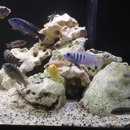 For sale or swap for peas/haps cichlids now
Mainly f1 from kevs rifs
Pair of hara reef (male is stunning)
Pair of sp lion cove
Cobue reef
Pair of Kenya
Albino y labs
Mpanga
Ob trewavasae group of 6 one male mcat
Trewavasae redtop
Thumbi west
That's just a few of the names
Had a lot of fry of these guys
Also have a small tank with around 20 fry in for sale
All fish are very healthy and feed on quality food
More than 30 fish